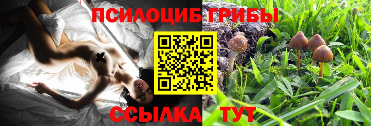Галлюциногенные грибы Cubensis  где купить наркотик  Нижний Новгород  Вход с VPN 